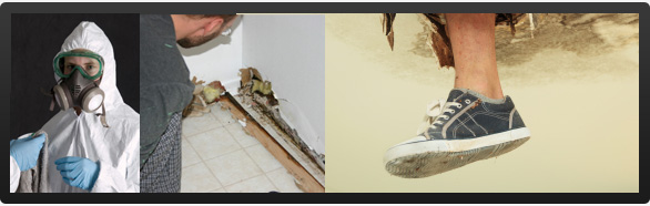 mold remediation treatment